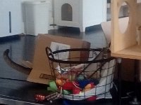 20180812 141639  Cat in a box