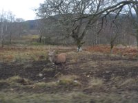 invermaillie 029  Stags beside the road : invermaillie