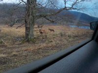 invermaillie 033 : invermaillie