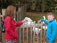 durham trip 042  Geese! : durham trip